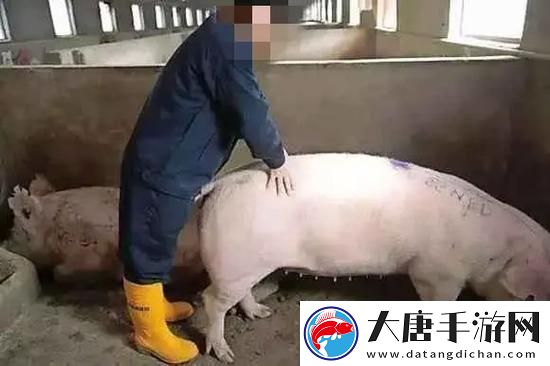 女人和公豬交內謝-友：這是什么荒唐的事情